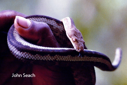 pacific boa