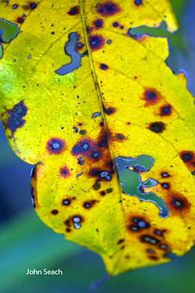 acid rain damage to vegetation